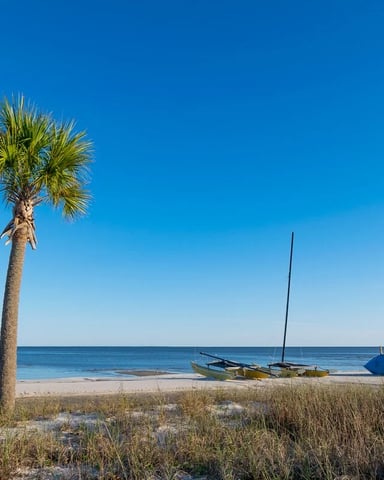 Palm tree on sandy beach with beached sailboats and calm blue ocean under clear sky